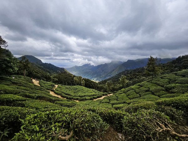 Lush green tea terraces stretching across a misty mountain valley in Pu'er, Yunnan — the heart of China's tea country