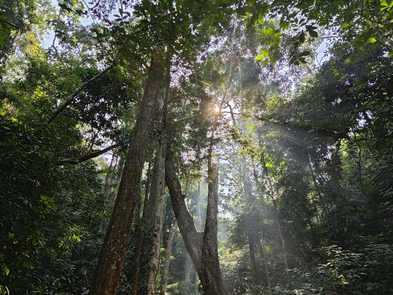 Sunlight filtering through the dense tropical rainforest canopy of Xishuangbanna — home to over 13,000 plant species