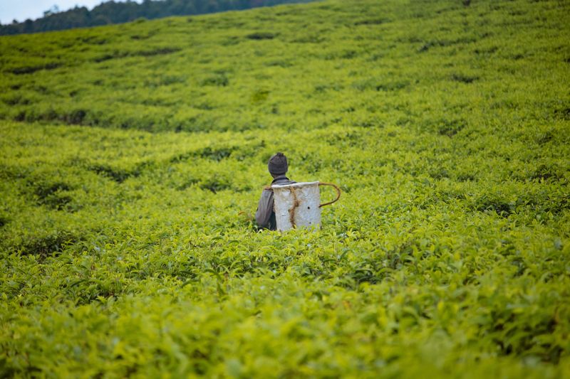 A tea plantation worker among ancient tea trees on Jingmai Mountain, Pu'er — where tea has been cultivated for over 1,000 years